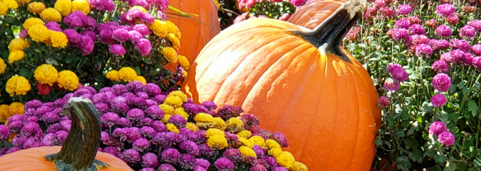 Fall Financial Reset
