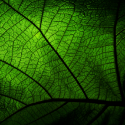 Security Bank USA Green 