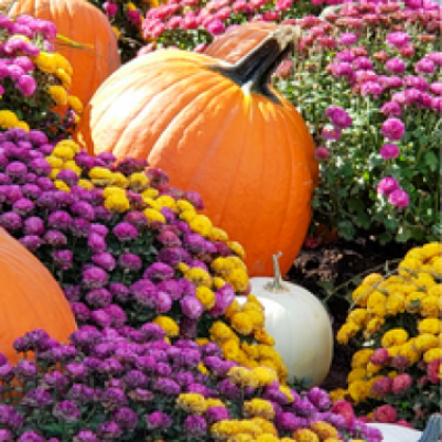 Fall Financial Reset 